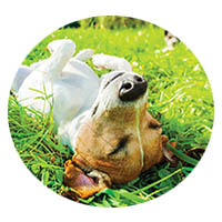 St. Peter flea and tick control