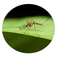 St. Peter MN mosquito control