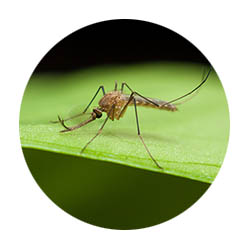 St. Peter spring touch mosquito control