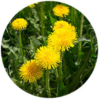 St. Peter grass weed control